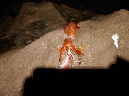 ケンサキイカの釣果