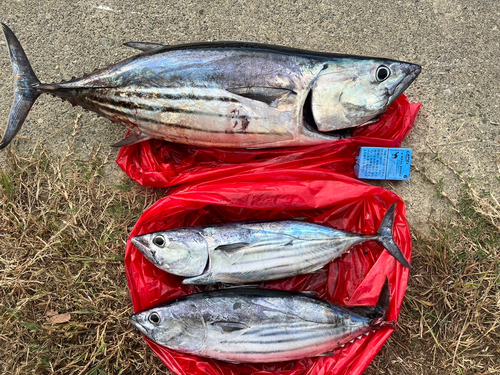 カツオの釣果