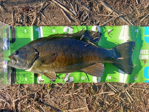 スモールマウスバスの釣果