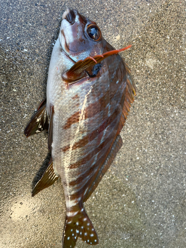 タカノハダイの釣果