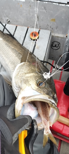 スズキの釣果