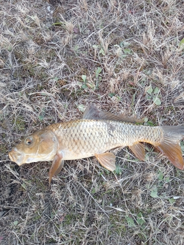 コイの釣果