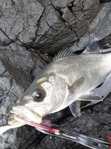 ヒラスズキの釣果