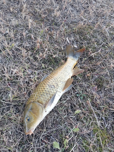 コイの釣果