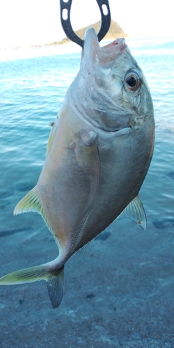 ロウニンアジの釣果