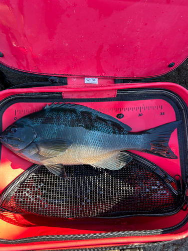 クチブトグレの釣果