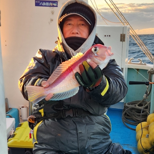 アマダイの釣果