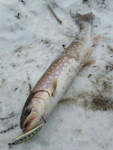 アメマスの釣果