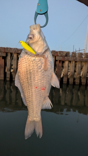 ヘラブナの釣果