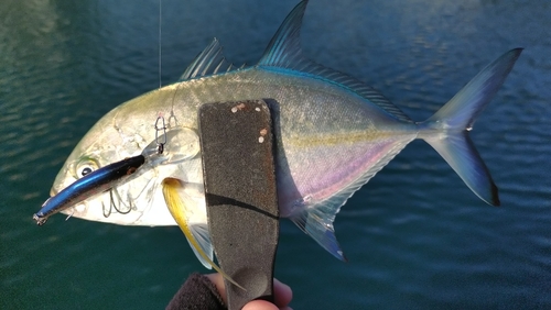 カスミアジの釣果