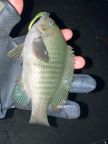 メジナの釣果