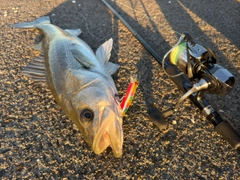 フッコ（マルスズキ）の釣果