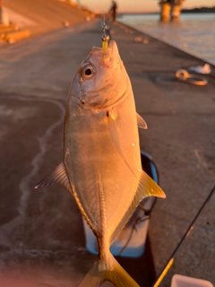 メッキの釣果