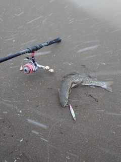 アメマスの釣果