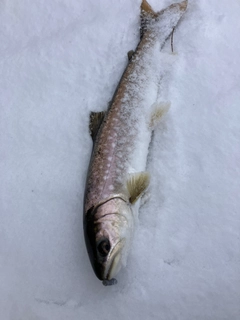 アメマスの釣果