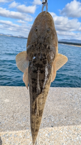 マゴチの釣果