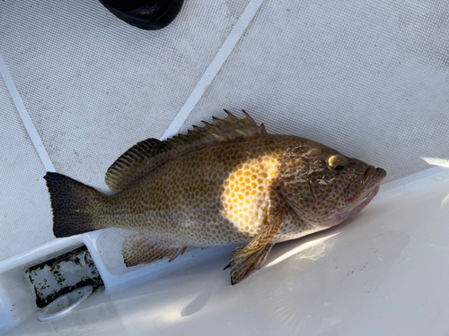 オオモンハタの釣果