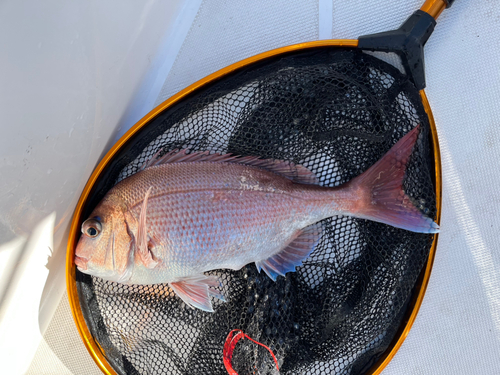 マダイの釣果