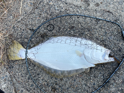 ヒラメの釣果