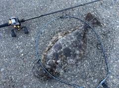 ヒラメの釣果