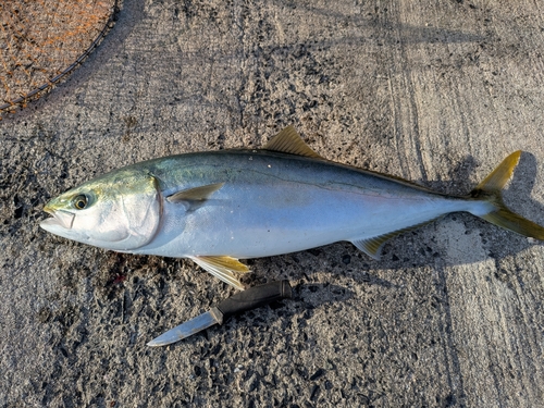 ブリの釣果