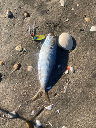 コノシロの釣果