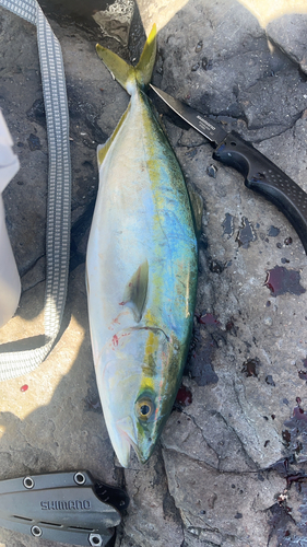 ハマチの釣果