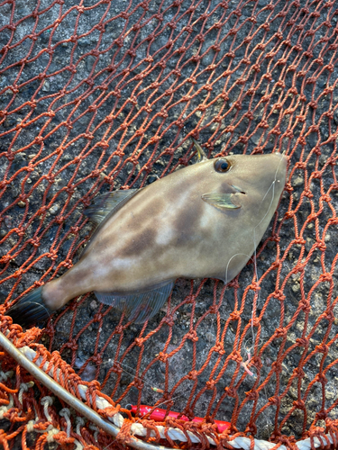 ウマヅラハギの釣果