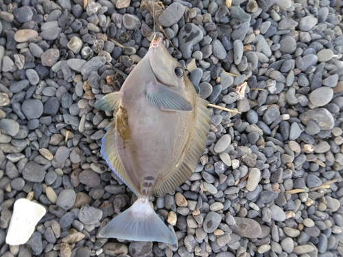 ニザダイの釣果