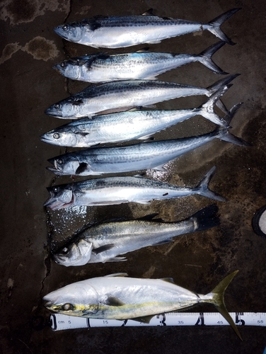 サゴシの釣果