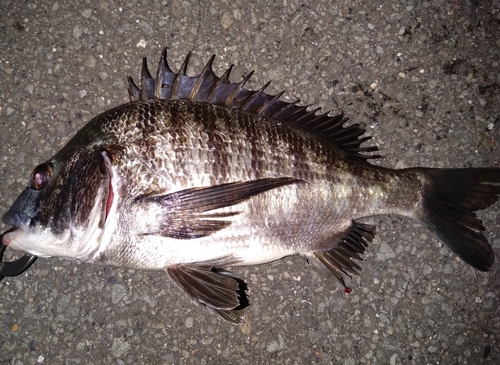 チヌの釣果