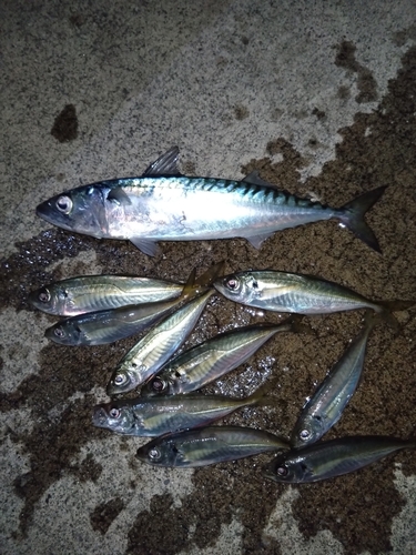 アジの釣果