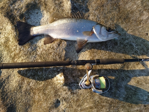 ヒラスズキの釣果