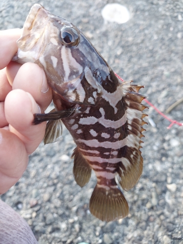 クエの釣果