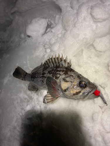 クロソイの釣果