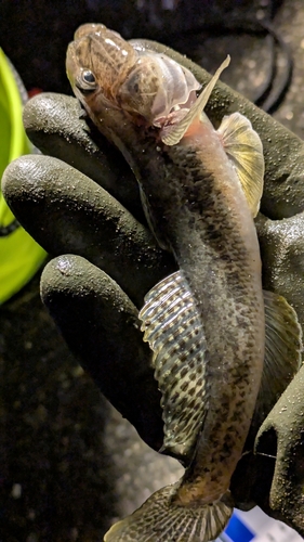 マハゼの釣果