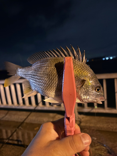 キビレの釣果