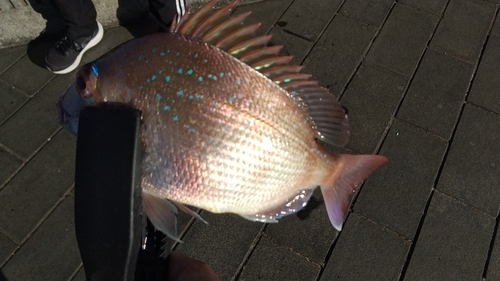 マダイの釣果