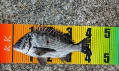 チヌの釣果