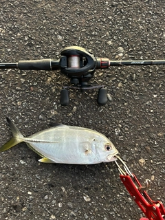 メッキの釣果