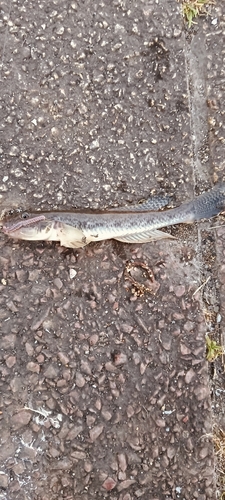 マハゼの釣果