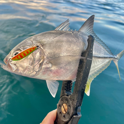 オニヒラアジの釣果