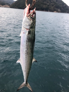 サゴシの釣果