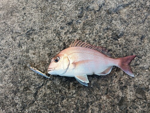 マダイの釣果