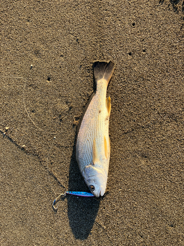 ニベの釣果