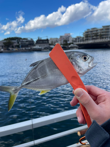 メッキの釣果