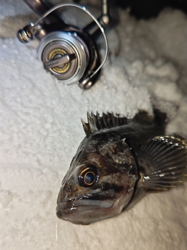 クロソイの釣果