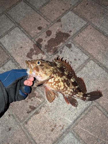 カサゴの釣果