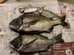 クロダイの釣果