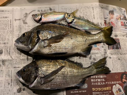 クロダイの釣果